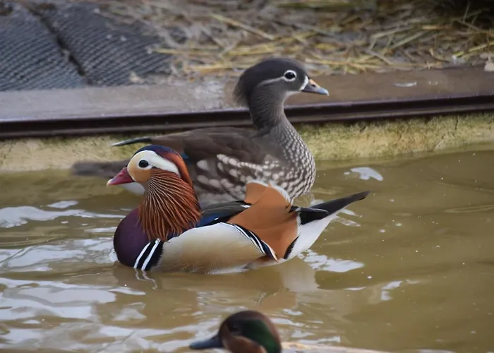 La Bergerie Du Mesnil Livry (Calvados)